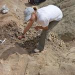 CLAS Supplementary Start-up Funds: Laura Stroik